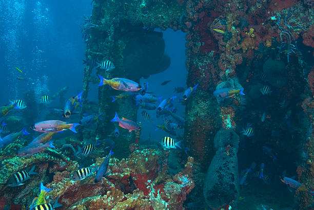 Tropical fish at ship wreck reef stock photo