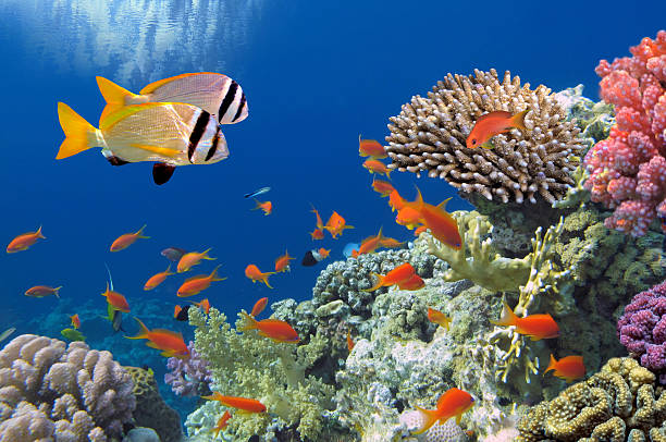 Tropical Fish on Coral Reef stock photo
