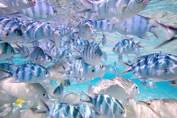 tropical fishes in crystal clear water - cook islands stok fotoğraflar ve resimler