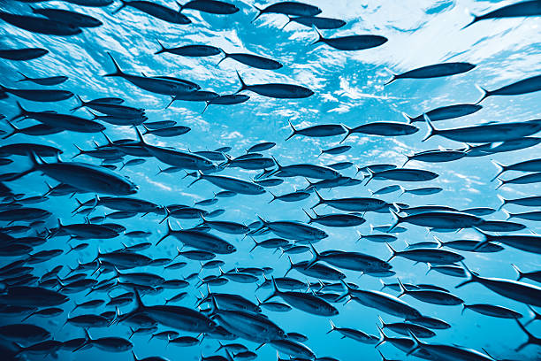 poissons tropicaux sous l'eau - poisson photos et images de collection