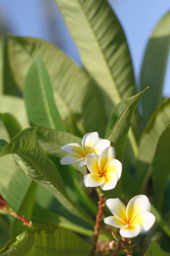 Frangipani (plumeria) flowers 