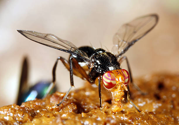 tropical fly feeding - huisvlieg stockfoto's en -beelden