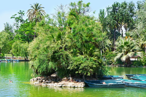 Tropical garden, lake and palms tree