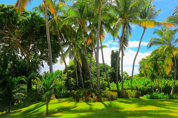 Tropical garden paradise relax, Green coconut palm trees foliage shadow stock photo