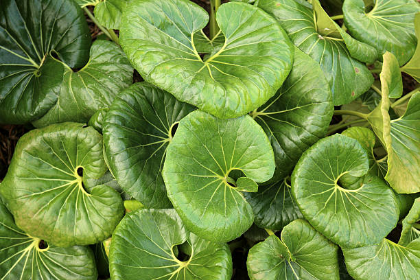 Tropical greenery background Large leaf plant stock photo