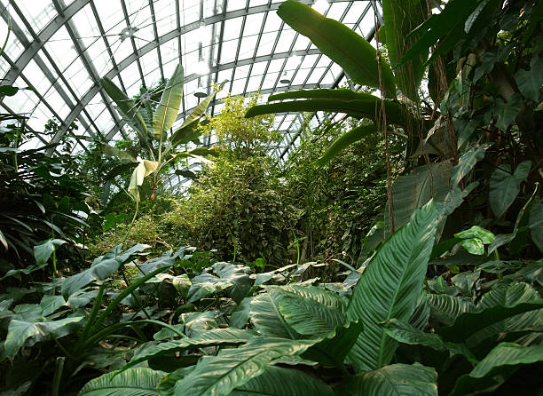 tropical greenhouse scenery inside a greenhouse with lots of tropical plants biosphere 2 stock pictures, royalty-free photos & images