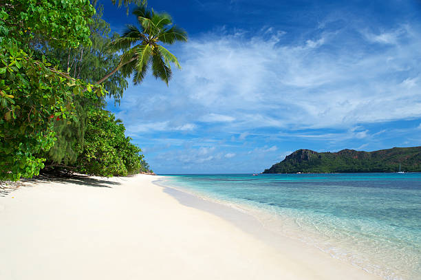 tropischen strand-szene mit palmen und blauem himmel - praslin fotos stock-fotos und bilder