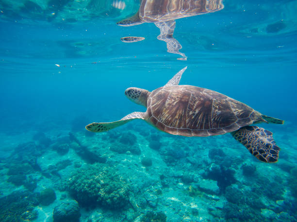 Tropical lagoon with sea animals - corals, fishes and green turtle stock photo