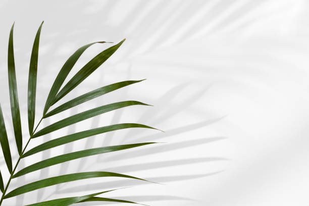 Tropical leaves background on white wall. Minimalistic background concept with leaf shadows stock photo