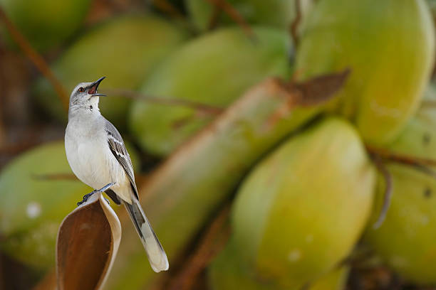 Tropical Mockingbird stock photo