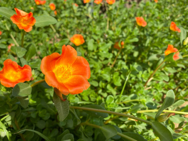Tropical orange flower (Portulaca grandiflora) of South America, grown in gardens. Vibrant orange and yellow colors for spring or summer concepts. stock photo