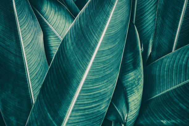 Photo of tropical palm leaf, dark green toned