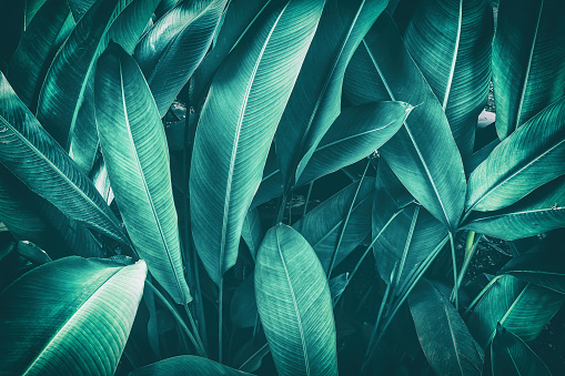 Tropical Palm Leaf Stock Photo - Download Image Now - iStock