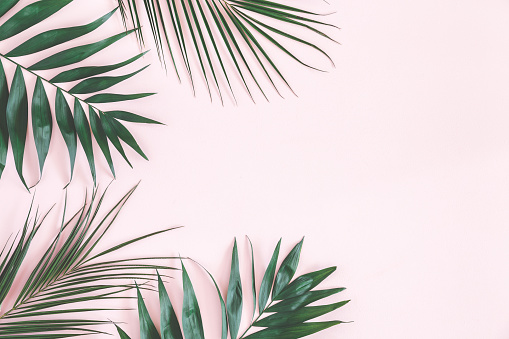 Tropical palm leaves on pastel pink background. Summer concept. Flat lay, top view, copy space