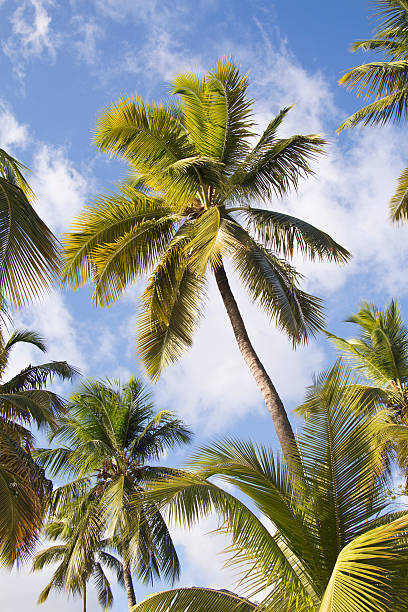 Tropical Palms stock photo