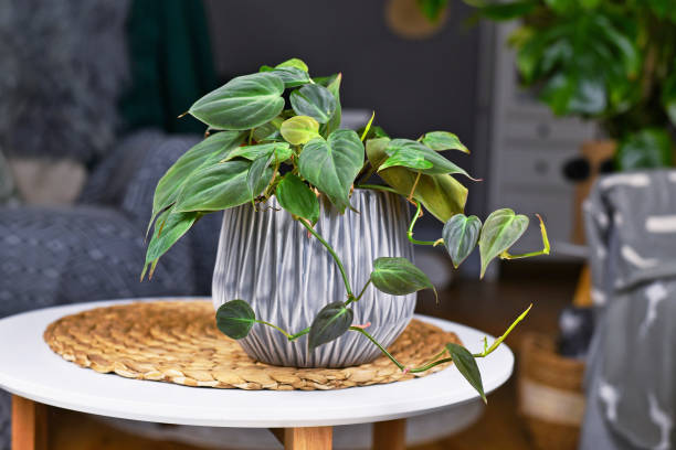 Tropical 'Philodendron Hederaceum Micans' houseplant in gray flower pot on table Tropical 'Philodendron Hederaceum Micans' houseplant with heart shaped leaves with velvet texture in gray flower pot on coffee table golden pothos stock pictures, royalty-free photos & images
