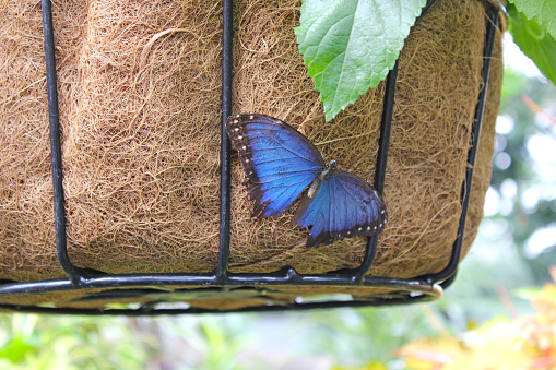 Tropical Plants in a greenhouse - butterfly garden - blue butterfly with black trim on a hanging basket