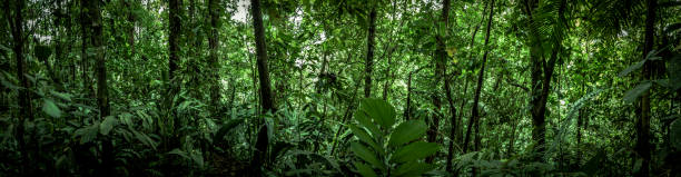 tropical rainforest panoram view, costa rica, latin america stock photo