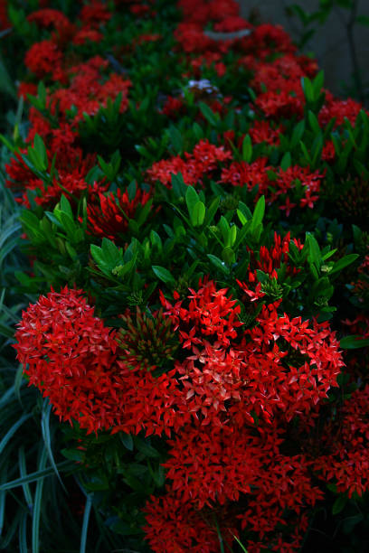 Tropical Red Flowers stock photo