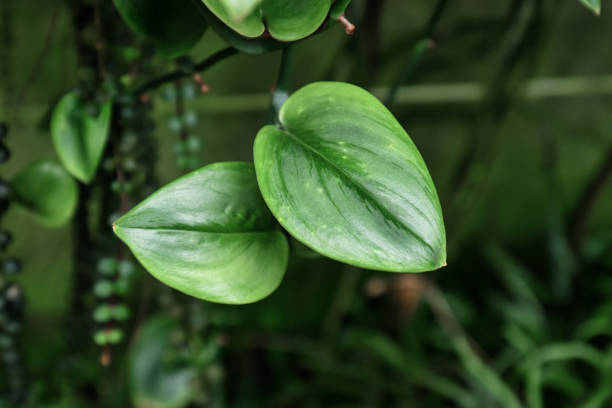 Tropical 'Scindapsus Treubii Moonlight' house plant leaves with light silver markings  Scindapsus treubii moonlight stock pictures, royalty-free photos & images