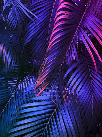 tropical summer vertical background, exotic leaf with neon party glow, colorful blue backdrop