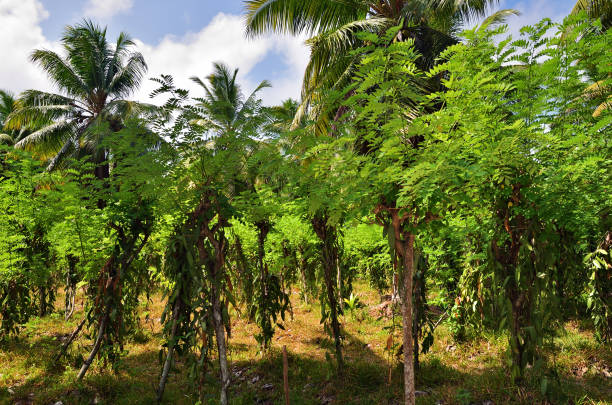 тропическая ванильная плантация - digne стоковые фото и изображения