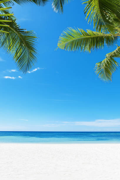 Tropical white sandy beach and palm leaves stock photo