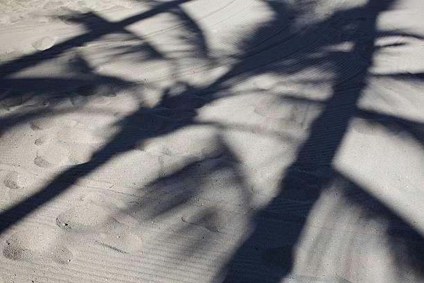 Tropics, Palm shadows on beach stock photo