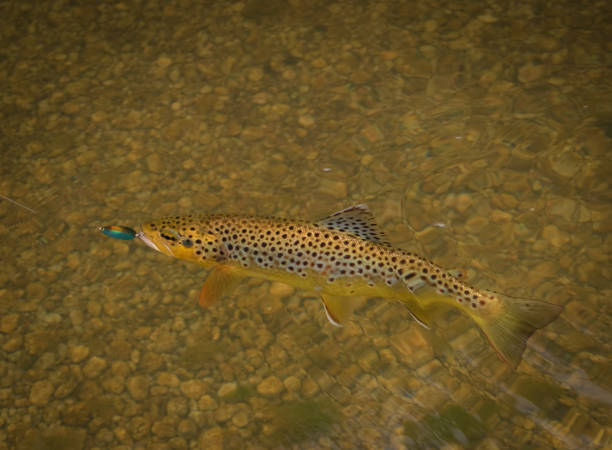 Trout fish hooked underwater Brown trout fishing brook trout stock pictures, royalty-free photos & images