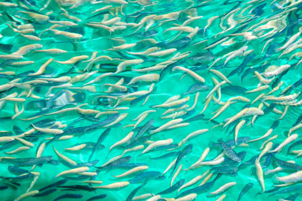 Trout fish in the water, growing fish on a fish farm. Agricultural industry. Selective focus stock photo