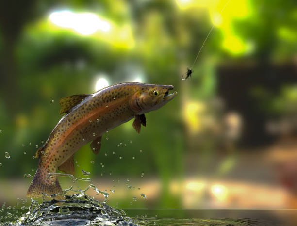 Trout fish jumping out of river stock photo