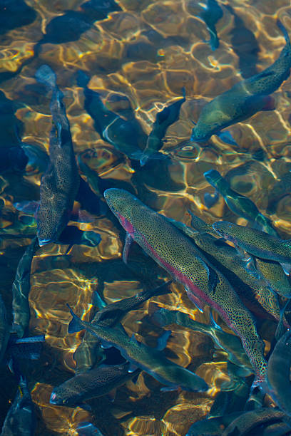 Trout stock photo
