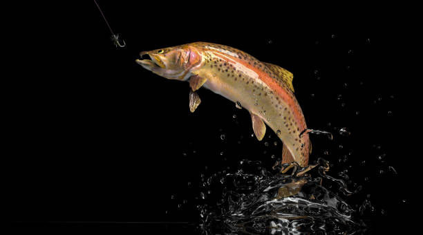 Trout Salmon fish black background 3d render stock photo