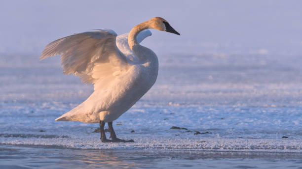 Trumpeter Swan Flapping wings at -17 degree farenheit stock photo