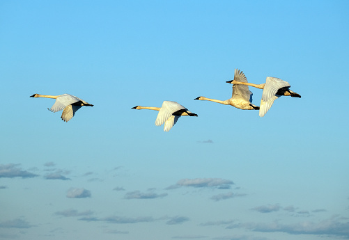 How fast do Trumpeter Swans fly?
