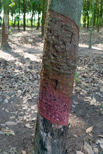 Trunk of a rubber tree with floating cuts from the use of latex tapping equipment. for agricultural business in Thailand