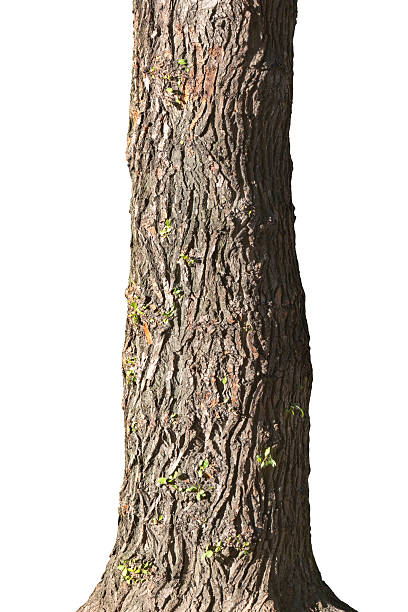 trunk of old poplar - boomstam stockfoto's en -beelden