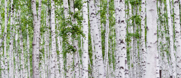 Trunks of birch in the forest stock photo