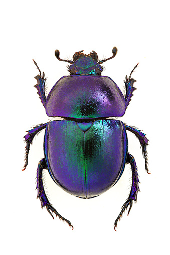 blue dung beetle Trypocopris vernalis