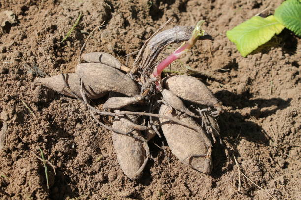 tuber of dahlia (georgina) on garden soil before planting - dahlia bildbanksfoton och bilder