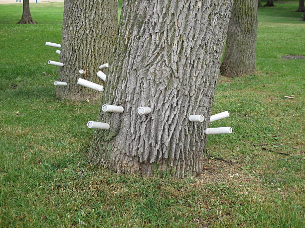 Tubes of insecticide  in ash trees Ash borer insecticide planted into ash trees as treatment against infestation ash borer stock pictures, royalty-free photos & images