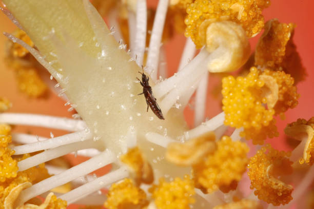 Tube-Tailed Thrips (Phlaeothripidae) in the Center of a Hibiscus Flower A tiny black and red elongated insect rests among the antheridia and pollen grains of a yellow, white, and orange hibiscus flower. thrips stock pictures, royalty-free photos & images