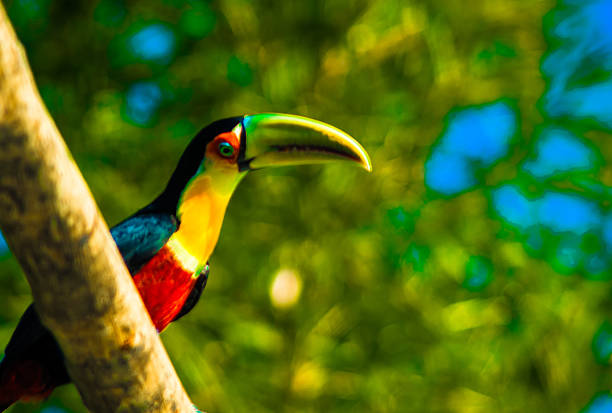 tucano - exotic bird, large beak, common in Brazil stock photo