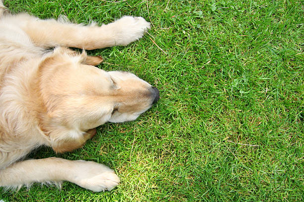 A tuckered out golden retriever, lying in the grass stock photo