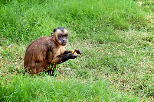Tufted capuchin primate eating a fruit seating on a field grass and looking cute. Money from South America from the Amazon region. It is an omnivorous animal. Copy space.