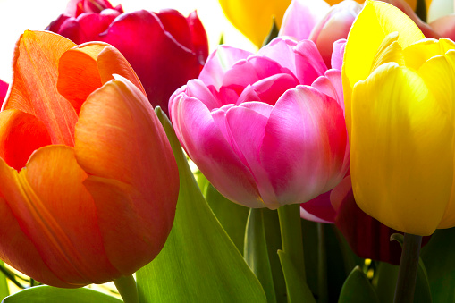 Tulip bouquet color explosion