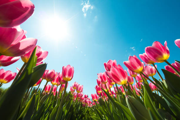 Tulip Field From Below Beautiful pink tulips from below. flowerbed photos stock pictures, royalty-free photos & images