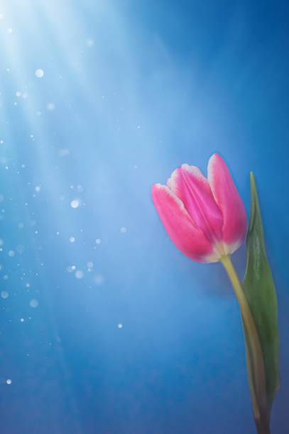 Pink tulip on blue background