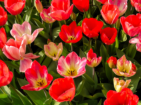 Beautiful charming picture of several vibrant red yellow and orange colored tulip petals  in spring. Selective focus sharp and blurred blossoms and blurred green grass in the background. This image has been taken full frame and close up. And the size of the  DSLR photo is 4090 × 2716 px .