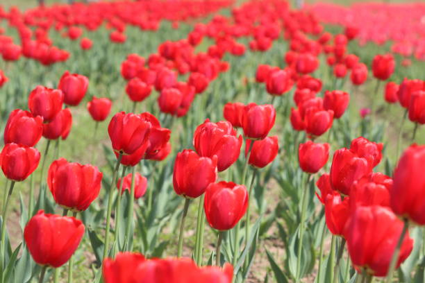 tulip garden Srinagar, Kashmir Beautiful Colorful Tulip and Flowers field in Srinagar, Kashmir. srinagar stock pictures, royalty-free photos & images